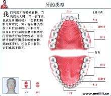 人有多少牙齒|牙齿（脊椎动物高度钙化组织）